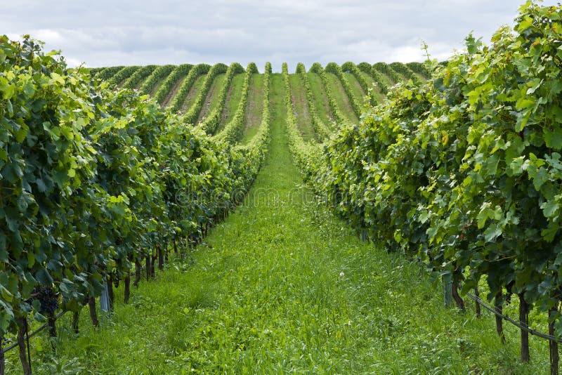 Rows of grapes