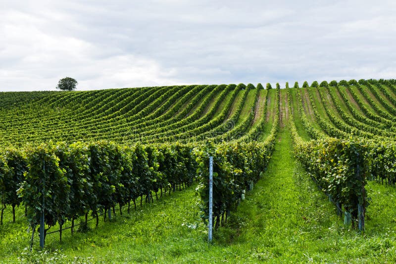 Rows of grapes