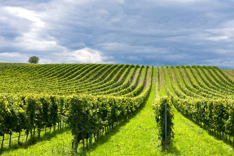 Rows of grapes