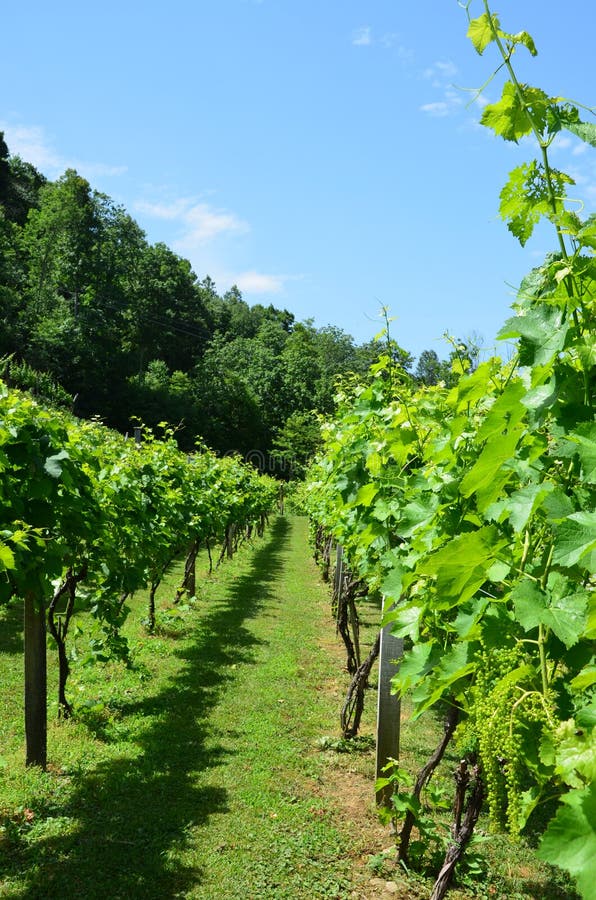 Rows of Grapes stock photo. Image of fruit, country, scenic 56020150