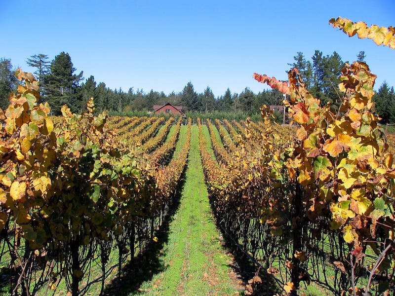 Rows of Grapes in Vineyard