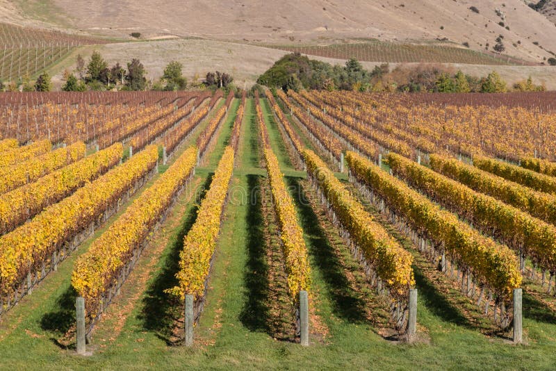 Rows of grapevine in autumn vineyard stock photo Rows of grapevine in autumn vineyard stock photo