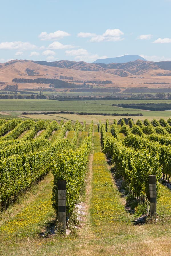 Rows of grapevine growing on sunny hill