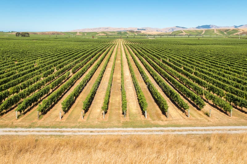 Rows of grapevine in New Zealand vineyards with copy space