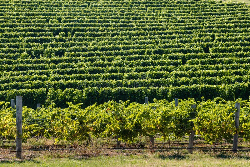 Rows of grapevine in vineyard