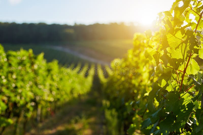Rows of grapevine in a vineyard royalty free stock images Rows of grapevine in a vineyard royalty free stock images