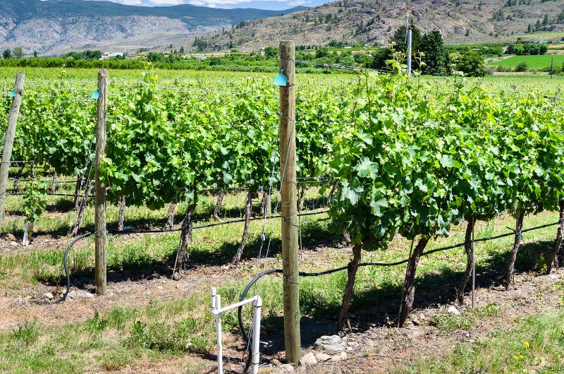 View of a Vineyard on a Sunny Summer Day royalty free stock image View of a Vineyard on a Sunny Summer Day royalty free stock image
