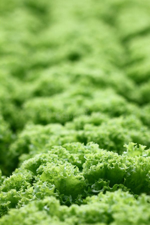 Rows of Green Coral Lettuce Stock Image Image of nutrition, harvest