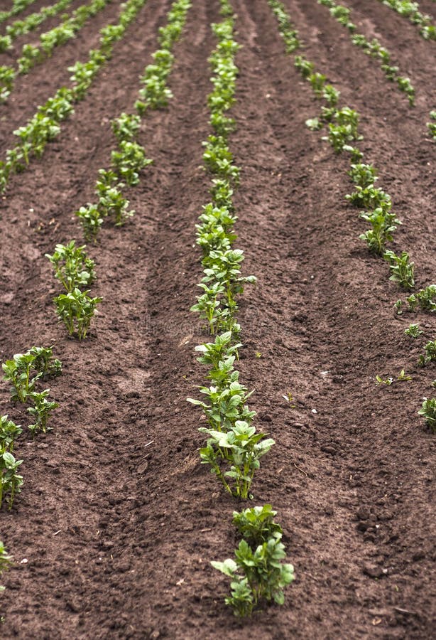 Green potatoes growing up stock image. Image of fresh 94702327