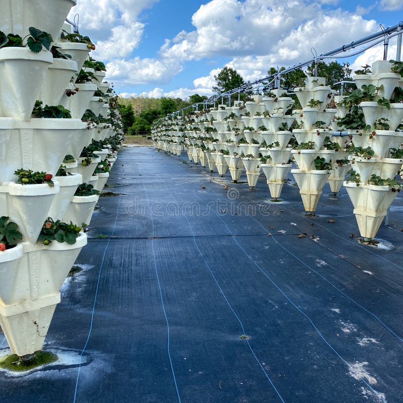 Rows of Hydroponic Containers Filled with Strawberry Plants Stock Photo Image of hydro