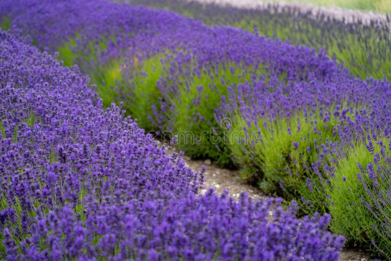 Rows of Lavender Flower Plants in Bloom at a Lavender Field Stock Image