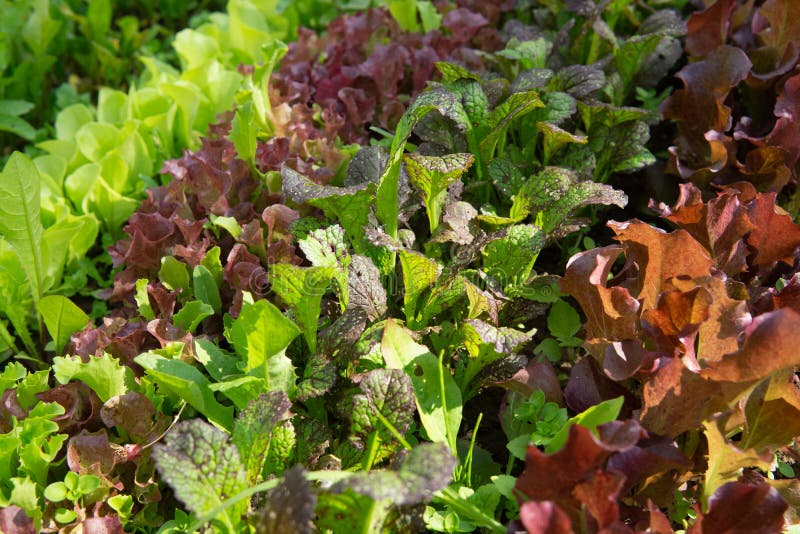 Rows of Lettuce and Mustard of Different Colors in the Garden Bed Stock