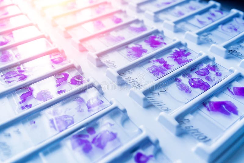 Rows of Microscope Glass Slide in the Cells Stock Photo Image of