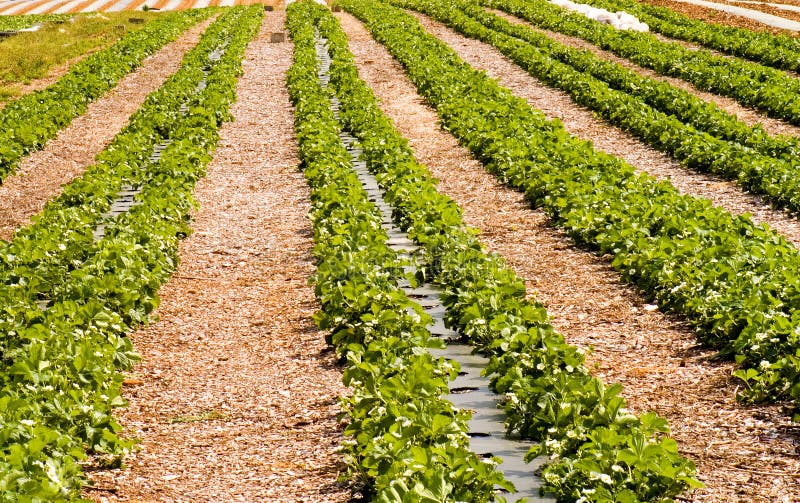 Rows of new strawberry plants royalty free stock photography