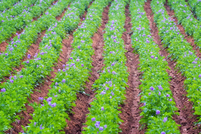 Rows of Potato Plants