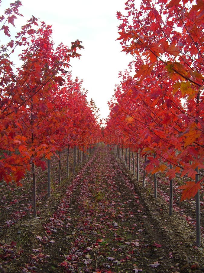 Rows of Red trees stock image. Image of wood, nursery 16708505