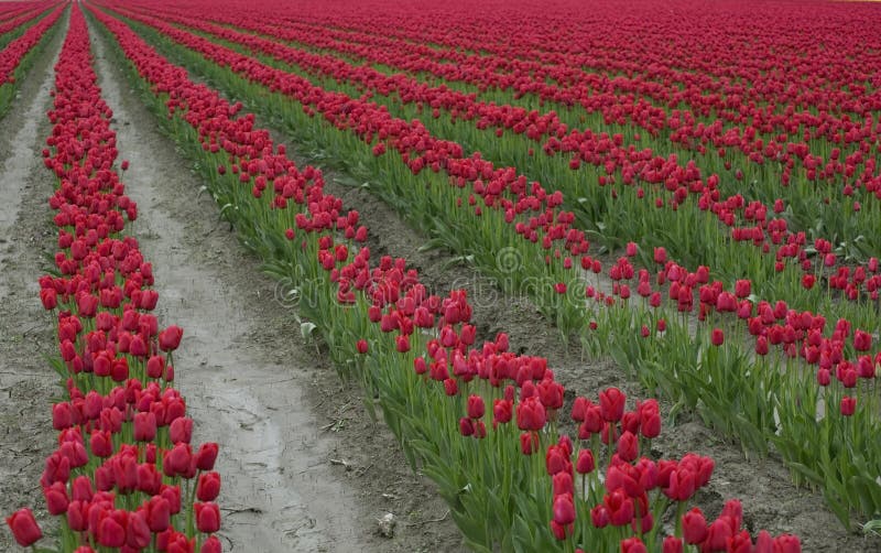 Rows of red tulips