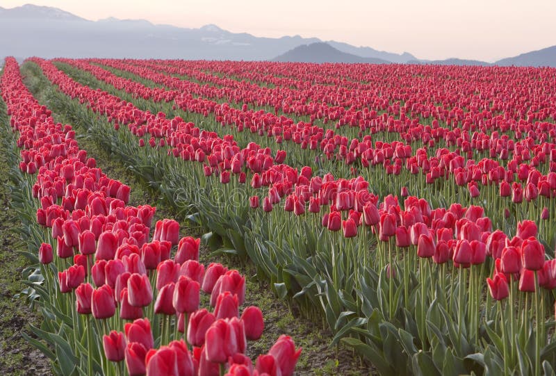 Rows Of Red Tulips