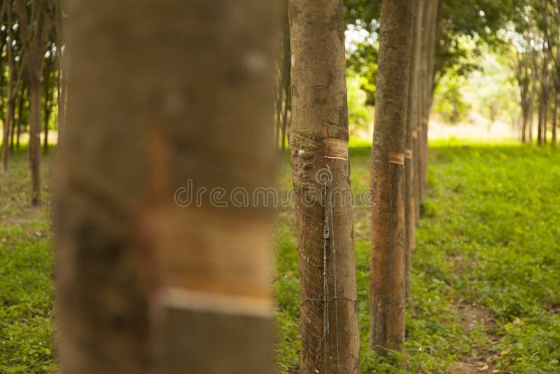 Rows of rubber trees stock image. Image of green, malaysian 94930011