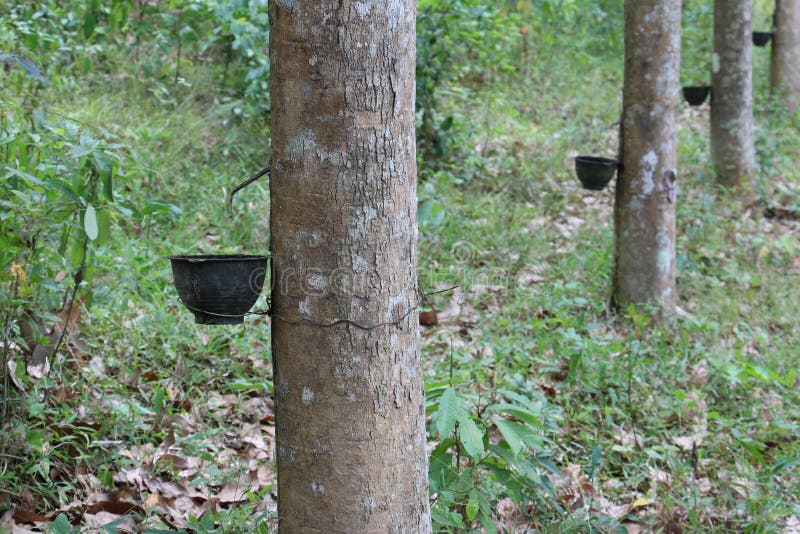Rows of Rubber Trees, Eastern Thailand. Stock Photo Image of