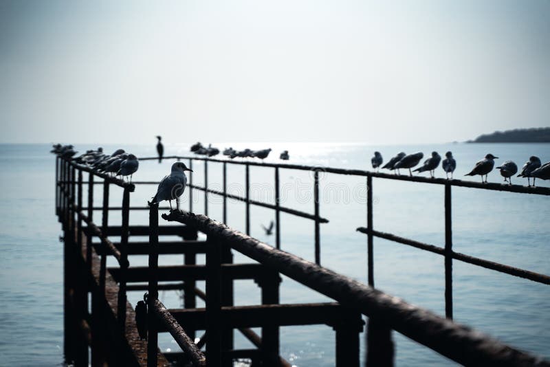 Perspective view closeup of rows of seagulls standing on the steel structure of an abandoned pier by the seaside