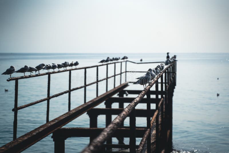 Perspective view closeup of rows of seagulls standing on the steel structure of an abandoned pier by the seaside