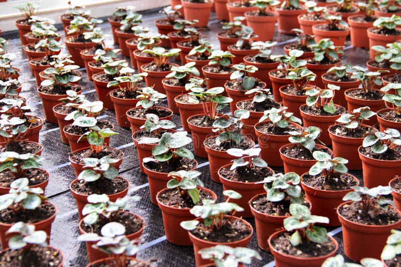 Sprouts in the greenhouse stock photo. Image of house 29852148
