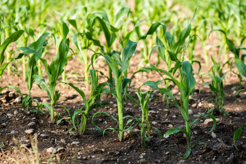 Rows of Young Corn Growing on a Field Stock Photo Image of nature