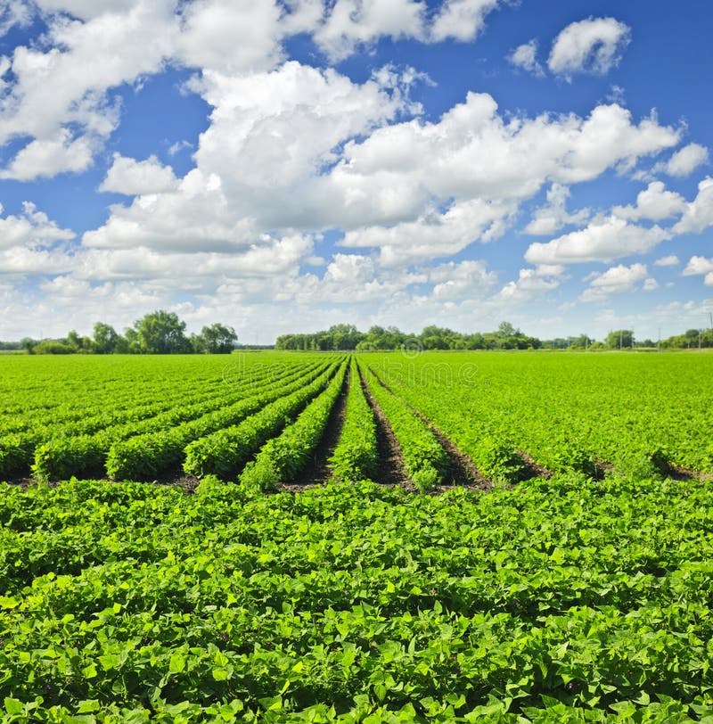 Rows of soy plants in a field stock image