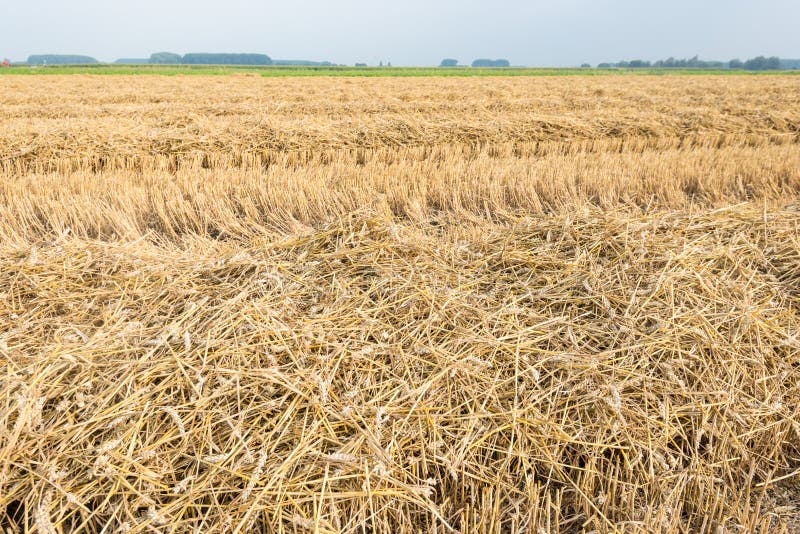 Rows of straw and stubble stock photo. Image of agricultural 33231342