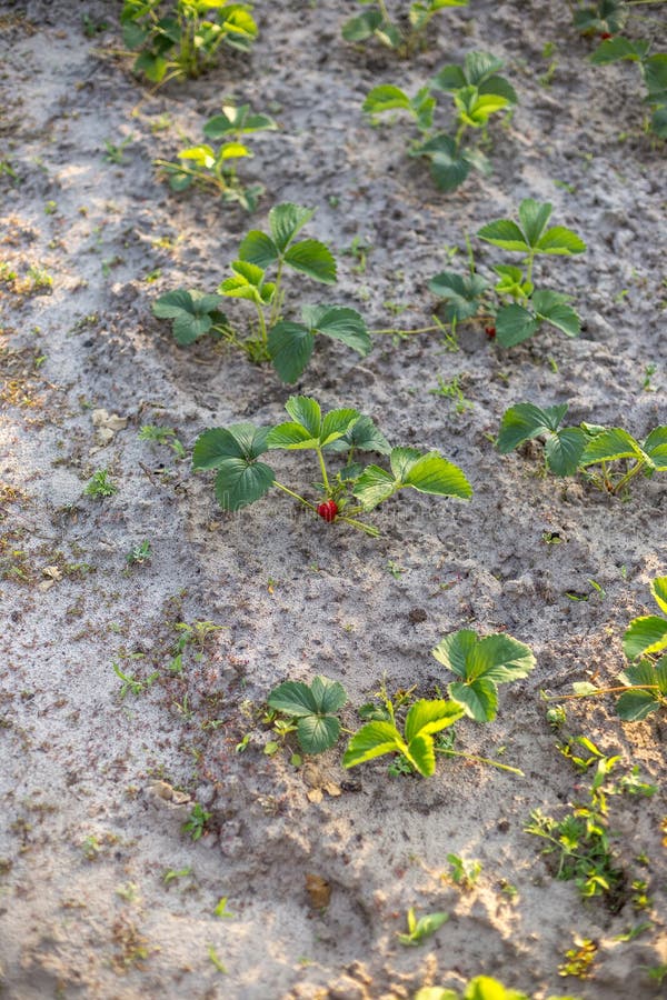 Rows of Strawberries in the Home Garden in Sandy Soil at Sunset Stock Image Image of botanic