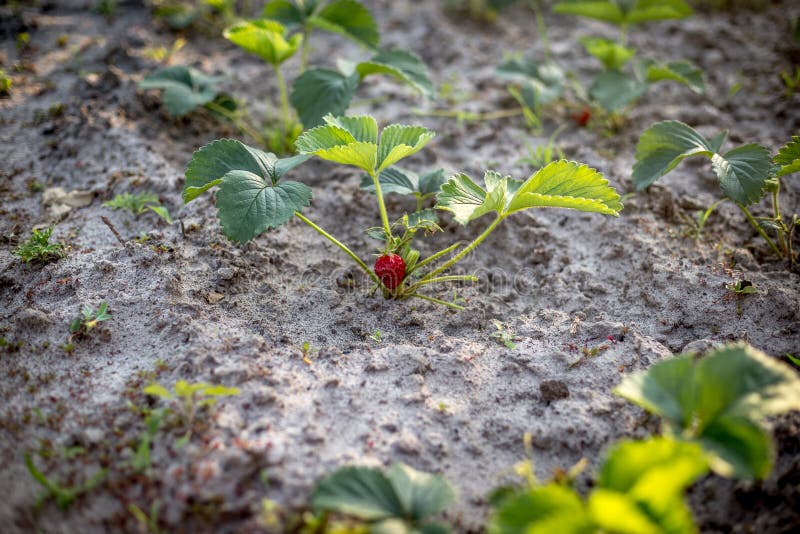 Rows of Strawberries in the Home Garden in Sandy Soil at Sunset Stock Image Image of botanic