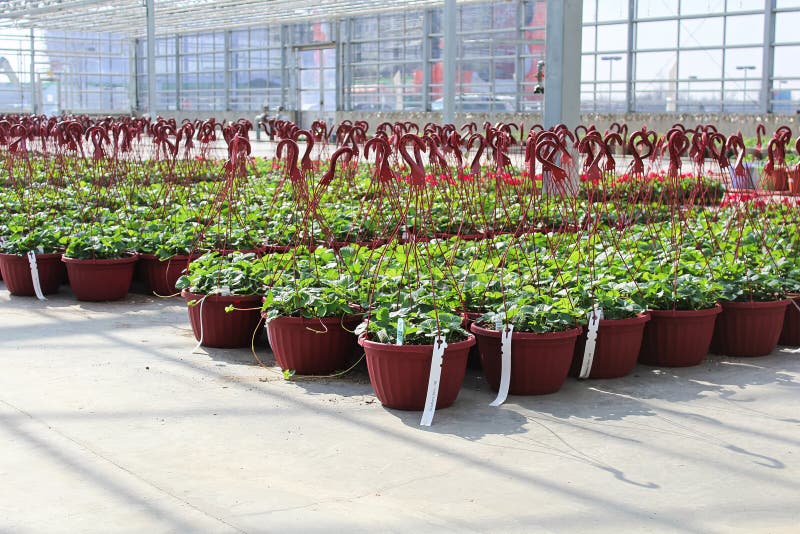 Rows of strawberry plants growing in hanging baskets in a greenhouse