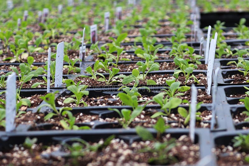 Rows of Sweet Alyssum Seedlings Growing in Containers Stock Photo