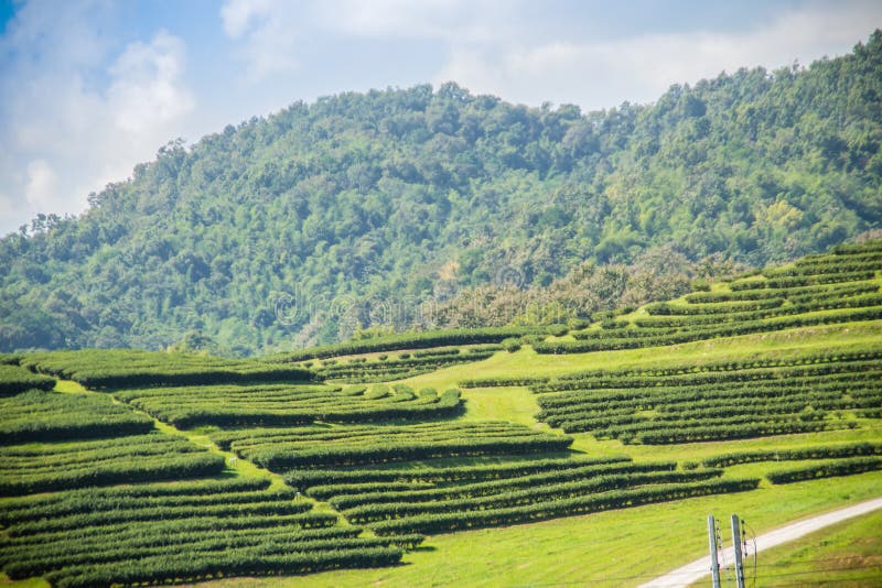 Rows of Tea Trees in the Valley at Chinese Tea Farm. Beautiful Green