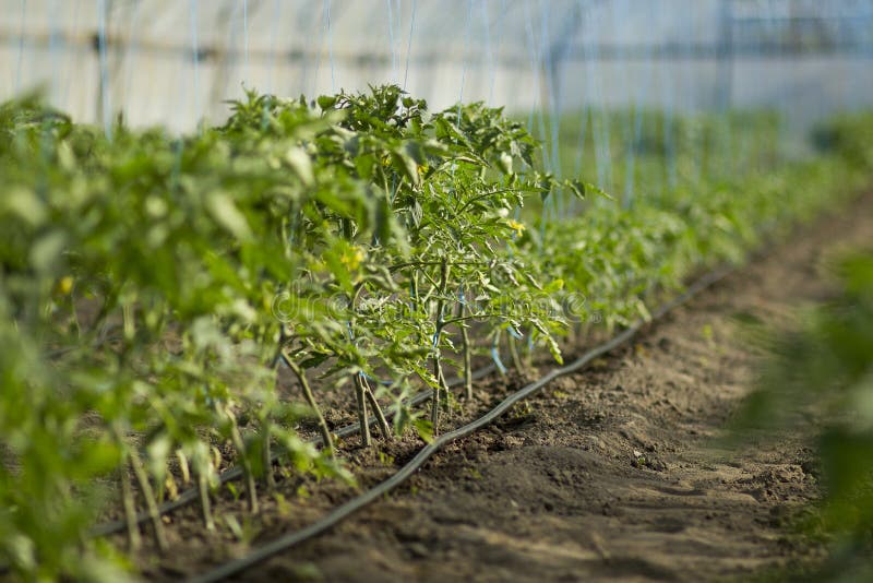 Rows of tomato plants growing inside big industrial greenhouse with drip irrigation