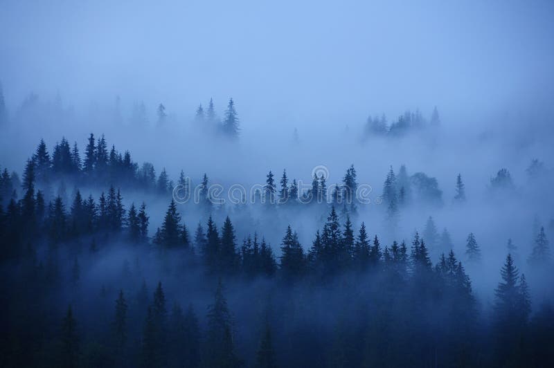 Fog Forest Wallpaper 72 images