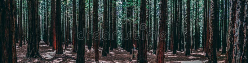 Rows of trees at the Redwood Forest Warburton in the Yarra Valley. Melbourne, Australia royalty free stock images Rows of trees at the Redwood Forest Warburton in the Yarra Valley. Melbourne, Australia royalty free stock images
