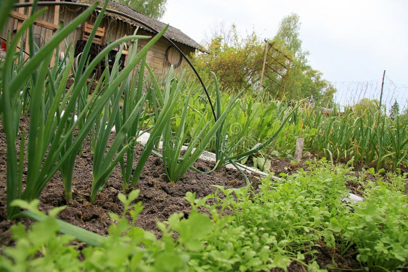 Rows of vegetable product growing