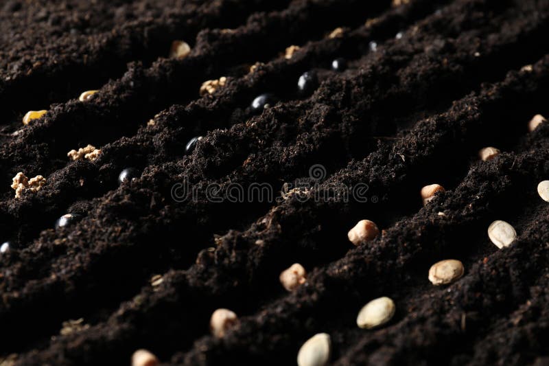 Rows with Vegetable Seeds in Fertile Soil Stock Image Image of