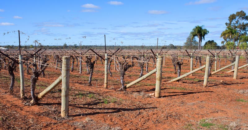 Rows of grape vines bare of leaves against a blue sky. It is pruning season in Mildura, Australia and the canes have been rolled onto T-Trellis. Rows of grape vines bare of leaves against a blue sky. It is pruning season in Mildura, Australia and the canes have been rolled onto T-Trellis.