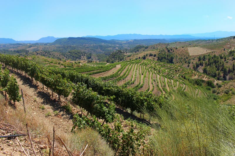 Rows of Vines on a Hill in Priorat Spain