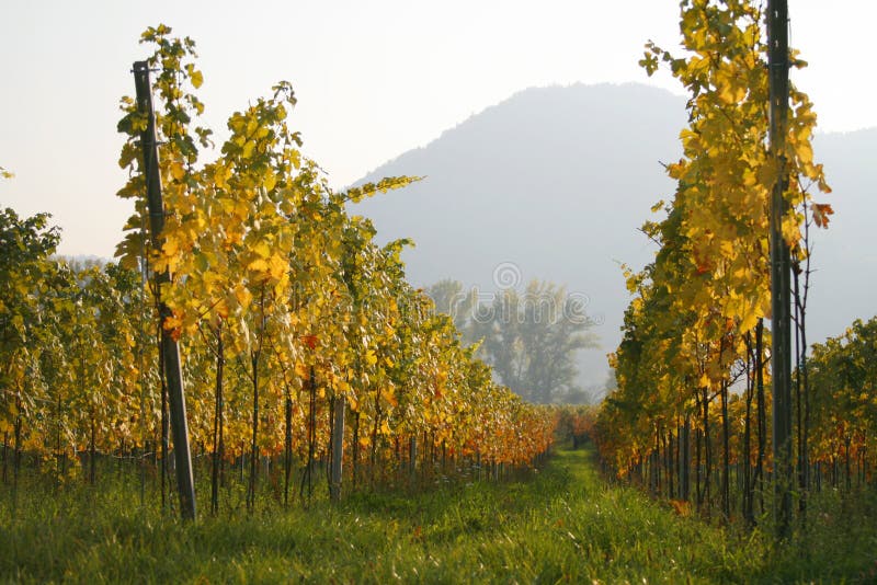 Rows of vines at a vineyard in Austria