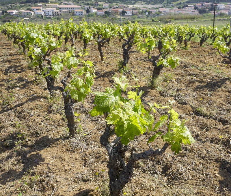 Rows of vineyard, grapevine with young green leaves in spring stock photo Rows of vineyard, grapevine with young green leaves in spring stock photo
