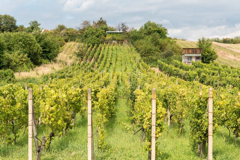 Rows of vineyard before harvesting in autumn