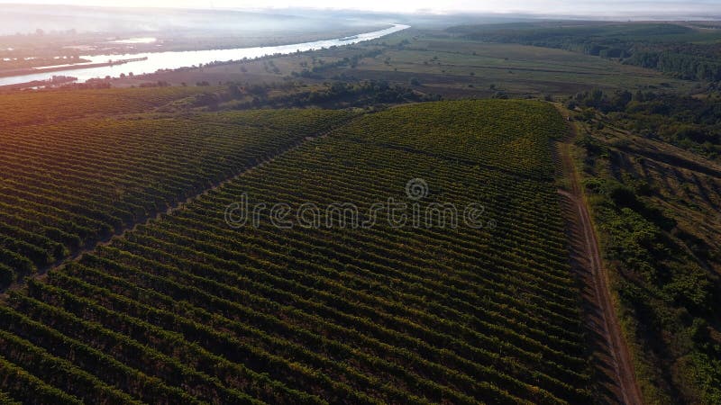 Danube river and rows of vineyard before harvesting