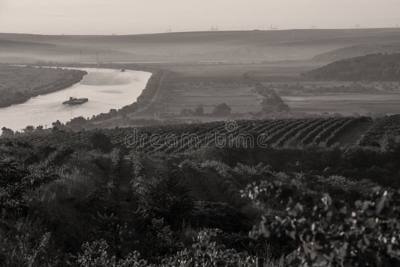 Danube river and rows of vineyard before harvesting