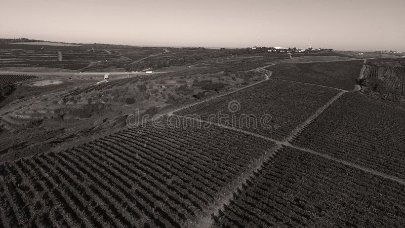 Danube river and rows of vineyard before harvesting