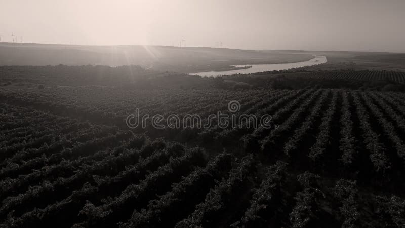 Danube river and rows of vineyard before harvesting