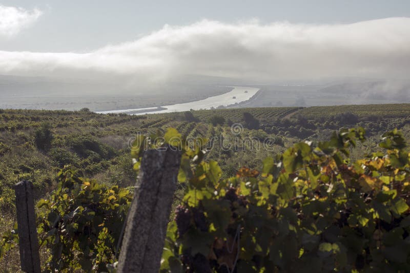 Danube river and rows of vineyard before harvesting